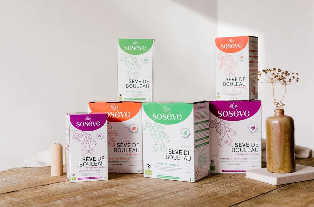 Sève de bouleau : bienfaits, cure et conseils pour bien la choisir